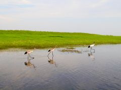 -黑龙江扎龙生态旅游区