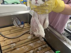 -喵百万·布偶·蓝金金渐层英短·猫舍(百子湾店)