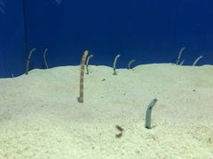 -上海海洋水族馆