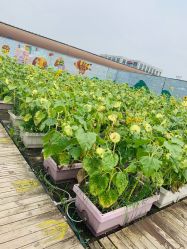 -小蜜蜂农场(凯德七宝购物广场店)