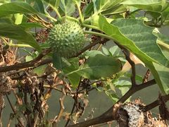 -北海金海湾红树林生态旅游区