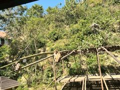 -西双版纳原始森林公园