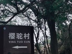 -紫金山山顶公园