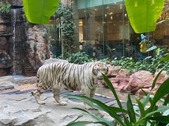 -白虎自助餐厅·真老虎·景观自助餐厅(广州长隆酒店)