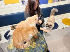 -平行世界·猫咖(首经贸店)