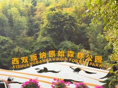 -西双版纳原始森林公园