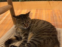 -猫的天空之城概念书店(杭州南宋御街店)