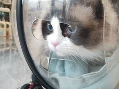 -瑞鹏宠物医院·骨科·猫科·内科(第一中心)