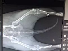-创凡宠物医院·骨专科  猫科中心(西乡分院)