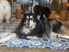 -more than meow吴止猫主题餐厅(承德 中船汇店)