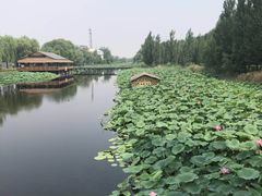 -白洋淀景区