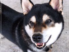 -柴犬高等学院·狗咖·柴犬售卖·宠物训练