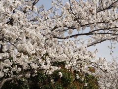-高东镇樱花园