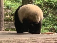 -中国大熊猫保护研究中心雅安碧峰峡基地