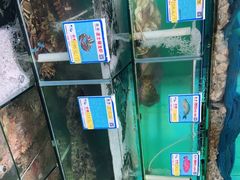 -琼大师东方烤乳猪(亚特兰蒂斯店)