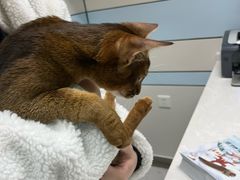 -中农国际动物医院24小时·猫科·骨科·急重症中心