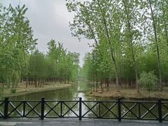 -合肥滨湖国家森林公园