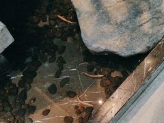 -老头儿油爆虾(星光一期店)