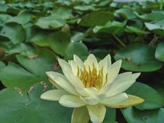 -白塘生态植物园