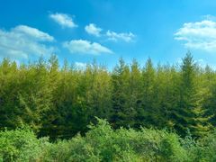 -塞罕坝国家级自然保护区