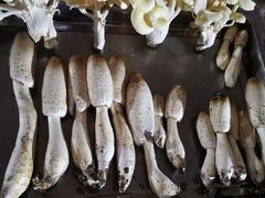 -仙蘑洞