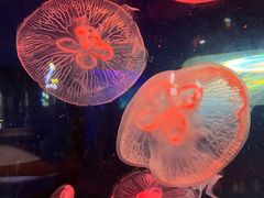 -青岛海底世界-水族馆