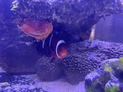 -舜耕山庄四时万和自助餐厅