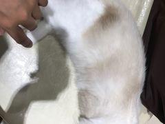 -藏猫猫咖啡主题馆(中央大道店)
