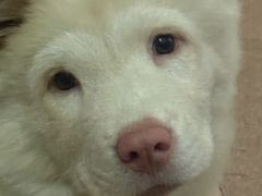 -豆逗聊愈猫阁Easy Life