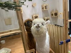 -猫色咖啡·猫咖