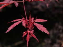 -北仑森林植物园