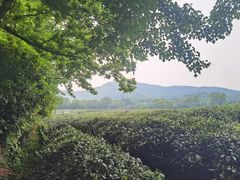 -中国茶叶博物馆(双峰馆区)