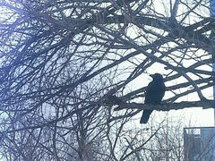 android_upload_pic-北海道厅旧本厅舍(旧本庁舎)