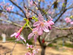 -天适樱花悠乐园