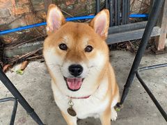 -柴犬高等学院·狗咖·柴犬售卖·宠物训练