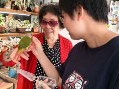 -吉丁鸟咖·异宠·寄养