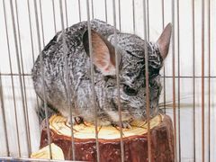 -上海大自然野生昆虫馆(东方明珠·爬宠昆虫探索中心)