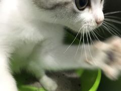 -柚子猫舍·精品猫舍购猫·猫咪认养·购宠·宠物店