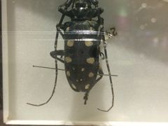 -上海昆虫博物馆