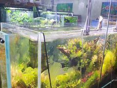 -苏州艺都古玩花鸟市场