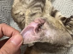 -momokira米努特·德文卷毛猫·棉花面纱犬