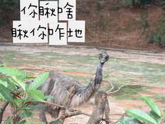 -深圳野生动物园