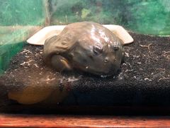 -上海大自然野生昆虫馆(东方明珠·爬宠昆虫探索中心)