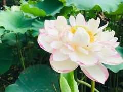 -陈家山荷花公园