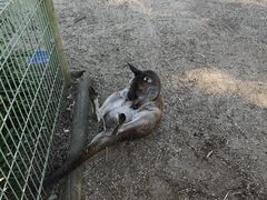 -费瑟代尔野生动物园