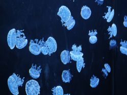 -Zoolung Zoolung动物主题公园(海信广场店)