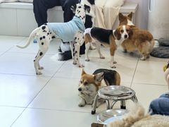 -汪说·狗咖·拼豆·宠物周边DIY(旺城大厦店)
