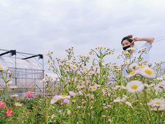 -海上花岛玫瑰园采摘