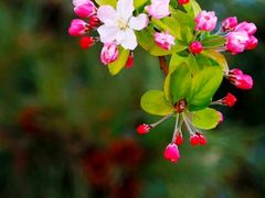 -海棠花溪(元大都城垣遗址公园)