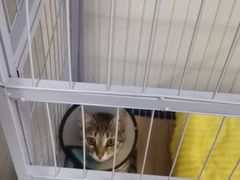 -爱侣·安琦尔宠物医院·中兽医针灸·心内科·狂犬免疫点(宝山区院)